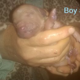 Poodle Puppies from Marilyn's Standard Poodles