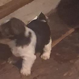 Jen - Parti female Yorkshire Terrier puppy in Jacksonville, Arkansas from Royal Yorkie Terrier