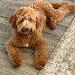 Charlie - Red  female Goldendoodle puppy in Tucson, Arizona from Adored Poodle & Doodles