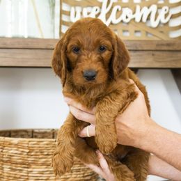 Goldendoodle, Irish Doodle, Labradoodle, and Poodle Puppies from Desert Doodles