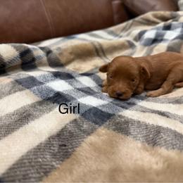 Girl 1 - Red  female Goldendoodle puppy in Denison, Texas from Texoma Doodles