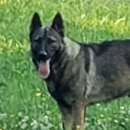 Axel - German Shepherd