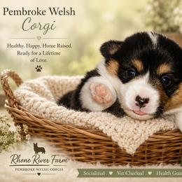 Pippen - Black and tan female Pembroke Welsh Corgi puppy in Purcellville, Virginia from Rhone River Farm Pembroke Welsh Corgis