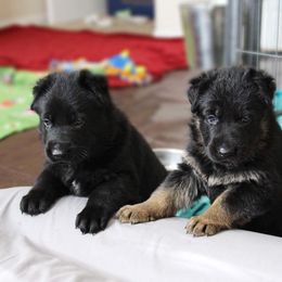 German Shepherd Puppies from Neuanfang German Shepherd Dogs