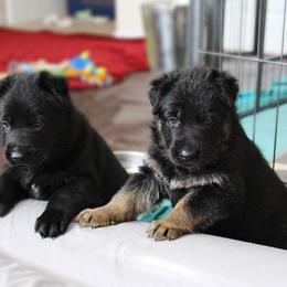 German Shepherd Puppies from Neuanfang German Shepherd Dogs