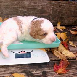 Boo - Red and white male Cockapoo puppy in Hermiston, Oregon from Columbia River Cockapoos