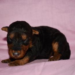 Nutmeg - Black and tan female Welsh Terrier puppy in Draper, Virginia from Shady Oaks WFT