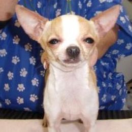 Chihuahuas from Chikita