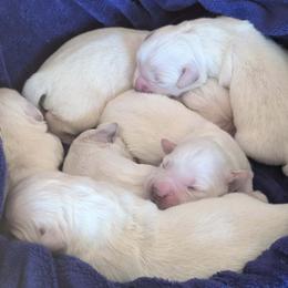 Phoebe - Light golden female Golden Retriever puppy in Walnut Grove, Missouri from Forever Your Puppies