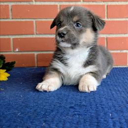 Jace - Gray and white male American Corgi puppy in Shawnee, Oklahoma from Sunray Ranch
