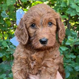 Izzy's White Female - Red  female Goldendoodle puppy in Great Falls, Montana from Montana Goldendoodles