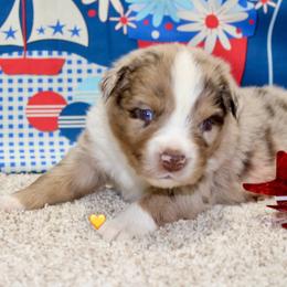 Yellow Collar - Red merle male Miniature Australian Shepherd puppy in Ronan, Montana from Dirt Road Aussie’s of Montana