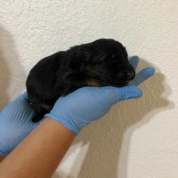 Reaper - Black and red male German Shepherd puppy in Quartz Hill, California from Von Gonzalez Kennel
