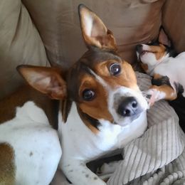 Jasper - Rat Terrier