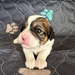 Sweetie - Tri-color female Cavapoo puppy in St. Louis, Missouri from Sweet Snuggles Cavapoos