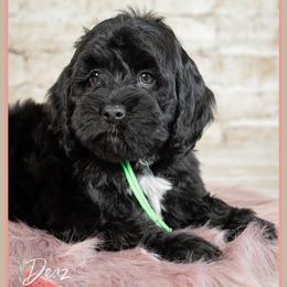 Bondi - Black female Cockapoo puppy in Connersville, Indiana from Deaz Doodle Ranch