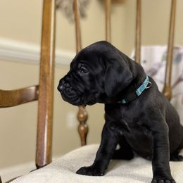 Girl 2 - Everest - Black Great Dane puppy in Tennessee from Campbell Great Danes