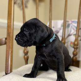Girl 2 - Everest - Black Great Dane puppy in Tennessee from Campbell Great Danes