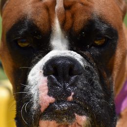 Multi CH URO1 Mercy’s Ezie Thyme Lupa von Devana CA BCAT CGC CGCA TKN SPOT-ON - Boxer