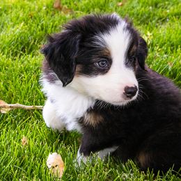Miniature American Shepherd and Miniature Australian Shepherd Puppies from Bellewynd Acres