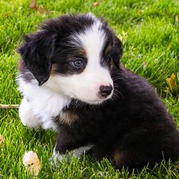 Miniature American Shepherd and Miniature Australian Shepherd Puppies from Bellewynd Acres