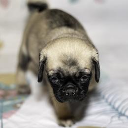 Moe (orange) - Fawn male Pug puppy in Hereford, Arizona from Broken Road Ranch Pugs