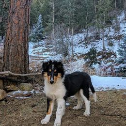 Collie Puppies from High Altitude Collies