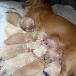 Green Collar - Cream male Dachshund puppy in Descanso, California from Kendaline Kennels