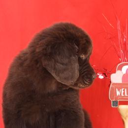 Newfoundland Puppies from Newfforu