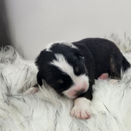 Boy 4 - Australian Shepherd puppy in Hawaii from Hawaii Australian Shepherds