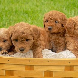 French Bulldogs and Goldendoodles from Posh Puppies