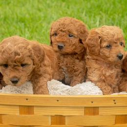 French Bulldogs and Goldendoodles from Posh Puppies