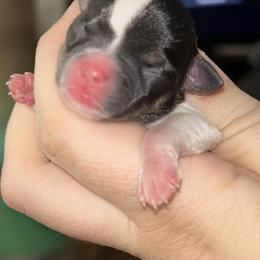 Girl 3 - Black female Chihuahua puppy in New Castle, Delaware from Sasha’s Elite Kennel LLC