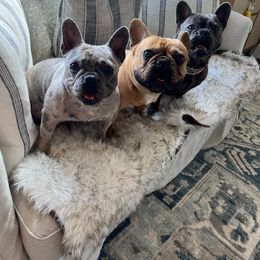 French Bulldog All Grown Up from Frenchies On The Hill, LLC