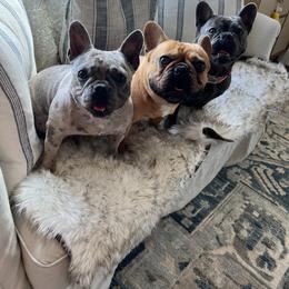 French Bulldog All Grown Up from Frenchies On The Hill, LLC