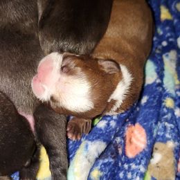 Boston Terrier Puppies from The Christian Bostons