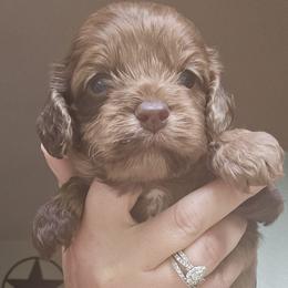 Dark Pink Female - Brown and white female Cockapoo puppy in Mocksville, North Carolina from Hunting Creek Farms