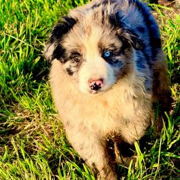 Tide - Blue merle male Australian Shepherd puppy in Mineral Wells, Texas from A6 Australian Shepards