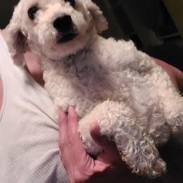 Havanese, Miniature Schnauzer, Poodle, Schnoodle, and Shihpoo Puppies from Mashburns Little Munchkins