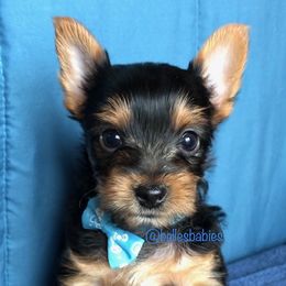 Yorkshire Terrier Puppies from Belle's Yorkie Babies
