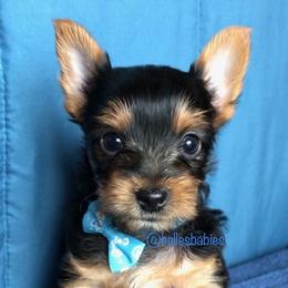 Yorkshire Terrier Puppies from Belle's Yorkie Babies