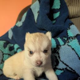 Flame - Red and white female Siberian Husky puppy in Wisconsin from Liberty Siberians