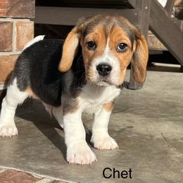 Chet - Black tan and white male Beagle puppy in Mansfield, Missouri from Rippee Creek Kennel