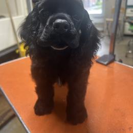 Puppy - Black female Cocker Spaniel puppy in Fountaintown, Indiana from Ashwood Cockers