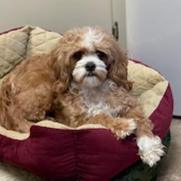Callie - Cavapoo