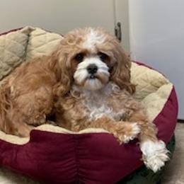 Callie - Cavapoo