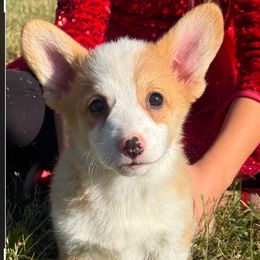 Cider - Red male Pembroke Welsh Corgi puppy in Marshall, Missouri from The King’s Corgis