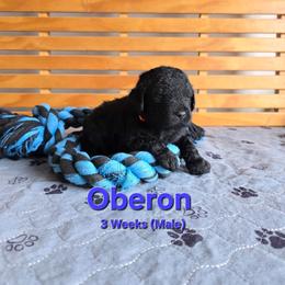 Oberon - Black male Labradoodle puppy in Genoa City, Wisconsin from Sakura Pups