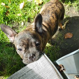 French Bulldogs from Pamela Throneberry-Perkins' French Bulldogs