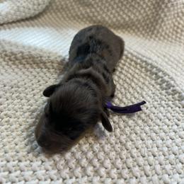 Cockapoo and Dachshund Puppies from Cochran's Cockapoo's
